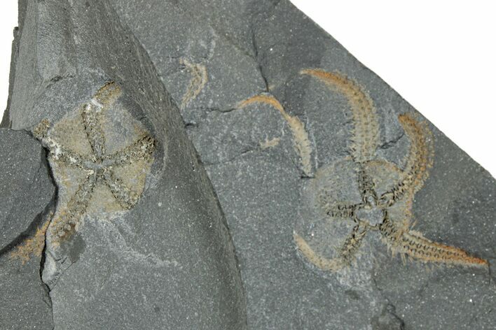Two Ordovician Brittle Stars (Ophiura) - Morocco #290625